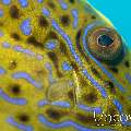 Scribbled Leatherjacket Filefish (Aluterus Scriptus)