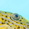 Scribbled Leatherjacket Filefish (Aluterus Scriptus)