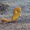 Common Sea Horse (Hippocampus Kuda)