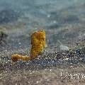 Common Sea Horse (Hippocampus Kuda)