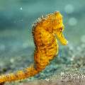 Common Sea Horse (Hippocampus Kuda)