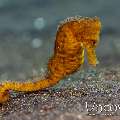 Common Sea Horse (Hippocampus Kuda)