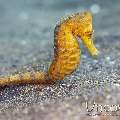 Common Sea Horse (Hippocampus Kuda)