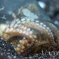 Coconut Octopus (Amphioctopus Marginatus)