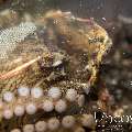 Coconut Octopus (Amphioctopus Marginatus)