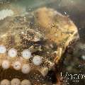 Coconut Octopus (Amphioctopus Marginatus)