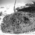 Marbled Stingray (Himantura oxyrhyncha), photo taken in Maldives, Male Atoll, South Male Atoll, Stage