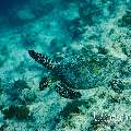 Hawksbill Sea Turtle (Eretmochelys imbricata), photo taken in Maldives, Male Atoll, South Male Atoll, Stage