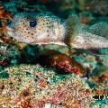 Spotfin Pufferfish (Chilomycterus reticulatus)