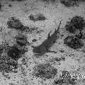 White Tip Reefshark (Triaenodon obesus)