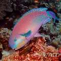 Steephead parrotfish (Cholurus strongylocephalus)