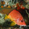 Longjawed squirrelfish (Sargocentron spiniferum), photo taken in Maldives, Male Atoll, South Male Atoll, Manta Point