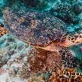 Hawksbill Sea Turtle (Eretmochelys imbricata), photo taken in Maldives, Male Atoll, South Male Atoll, Manta Point