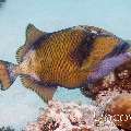 Titan Triggerfish (Balistoides viridescens)