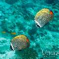 Redtail Butterflyfish (Chaetodon collare), photo taken in Maldives, Male Atoll, South Male Atoll, Gulhi Corner