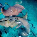 Tawny Nurse Shark (Nebrius Ferrugineus)