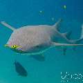 Tawny Nurse Shark (Nebrius Ferrugineus)