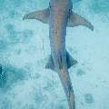 Tawny Nurse Shark (Nebrius Ferrugineus)