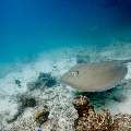 Pink whipray (Himantura fai), photo taken in Maldives, Male Atoll, South Male Atoll, n/a