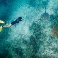 Pink whipray (Himantura fai), photo taken in Maldives, Male Atoll, South Male Atoll, n/a
