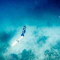 Pink whipray (Himantura fai), photo taken in Maldives, Male Atoll, South Male Atoll, n/a