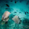 Pink whipray (Himantura fai), photo taken in Maldives, Male Atoll, South Male Atoll, n/a