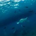 Pink whipray (Himantura fai), photo taken in Maldives, Male Atoll, South Male Atoll, n/a
