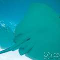 Pink whipray (Himantura fai), photo taken in Maldives, Male Atoll, South Male Atoll, n/a