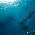 Pink whipray (Himantura fai), photo taken in Maldives, Male Atoll, South Male Atoll, n/a