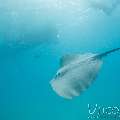 Pink whipray (Himantura fai), photo taken in Maldives, Male Atoll, South Male Atoll, n/a