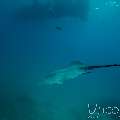 Pink whipray (Himantura fai), photo taken in Maldives, Male Atoll, South Male Atoll, n/a