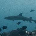 White Tip Reefshark (Triaenodon Obesus)