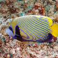 Emperor Angelfish (Pomacanthus imperator), photo taken in Maldives, Male Atoll, South Male Atoll, Cocoa Corner