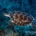 Green Sea Turtle (Chelonia mydas), photo taken in Maldives, Male Atoll, South Male Atoll, Cocoa Corner