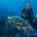 Green Sea Turtle (Chelonia Mydas)