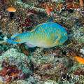 , photo taken in Maldives, Male Atoll, South Male Atoll, Gulhi Thila
