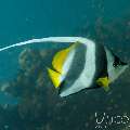 , photo taken in Maldives, Male Atoll, South Male Atoll, Gulhi Thila