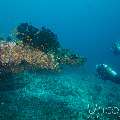 , photo taken in Maldives, Male Atoll, South Male Atoll, Gulhi Thila