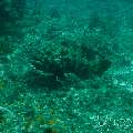 , photo taken in Maldives, Male Atoll, South Male Atoll, Gulhi Thila