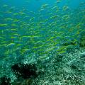 , photo taken in Maldives, Male Atoll, South Male Atoll, Gulhi Thila