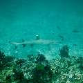 White Tip Reefshark (Triaenodon Obesus)