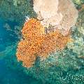 , photo taken in Maldives, Male Atoll, South Male Atoll, Gulhi Thila