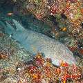 Tawny Nurse Shark (Nebrius Ferrugineus)