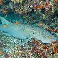 Tawny Nurse Shark (Nebrius Ferrugineus)