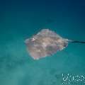 Pink whipray (Himantura fai), photo taken in Maldives, Male Atoll, South Male Atoll, n/a