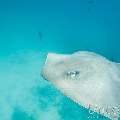 Pink whipray (Himantura fai), photo taken in Maldives, Male Atoll, South Male Atoll, n/a