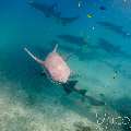 Tawny Nurse Shark (Nebrius Ferrugineus)