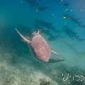 Tawny Nurse Shark (Nebrius Ferrugineus)