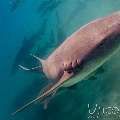 Tawny Nurse Shark (Nebrius Ferrugineus)