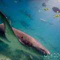 Tawny Nurse Shark (Nebrius Ferrugineus)